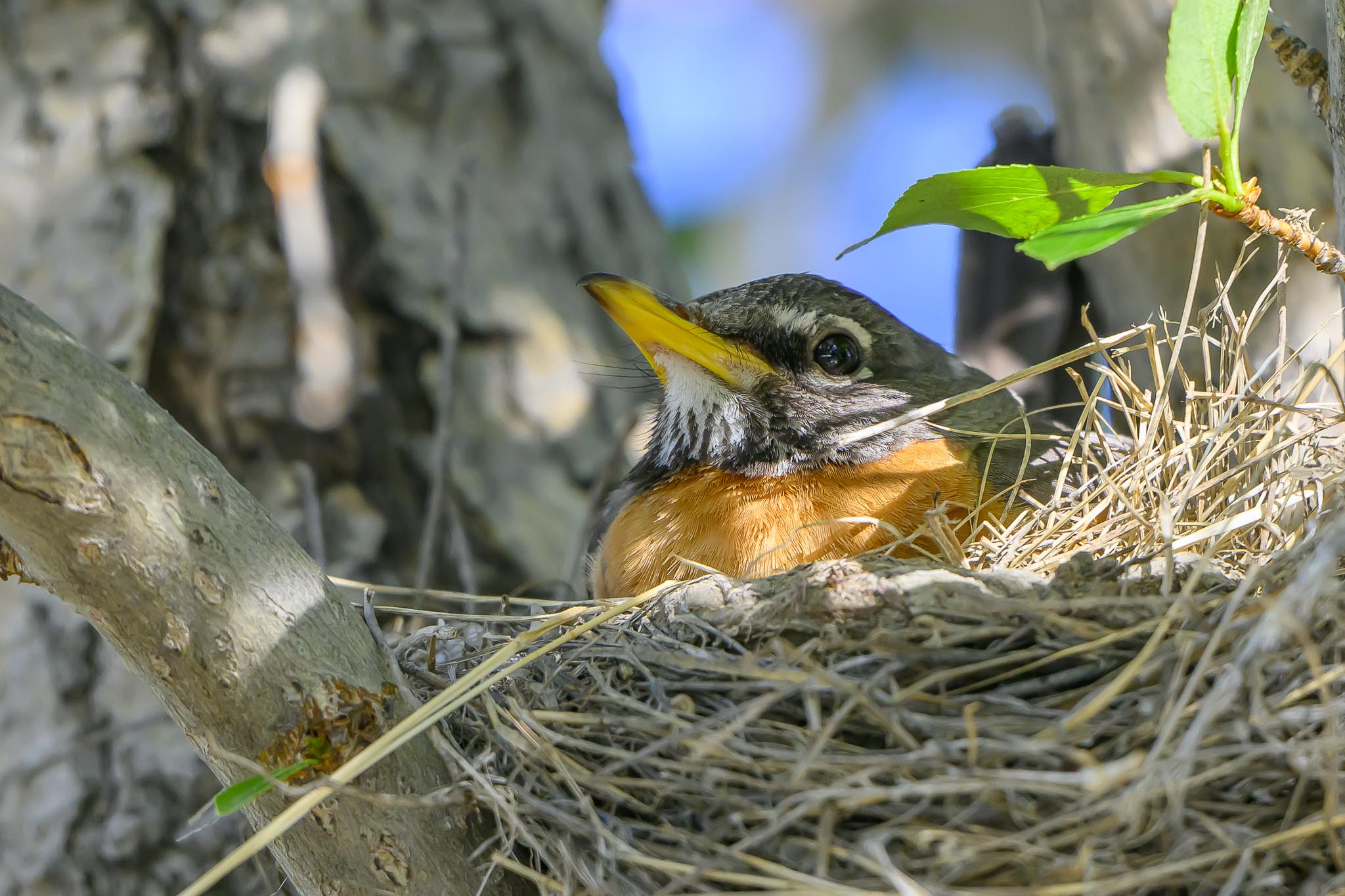 American Robin on nest